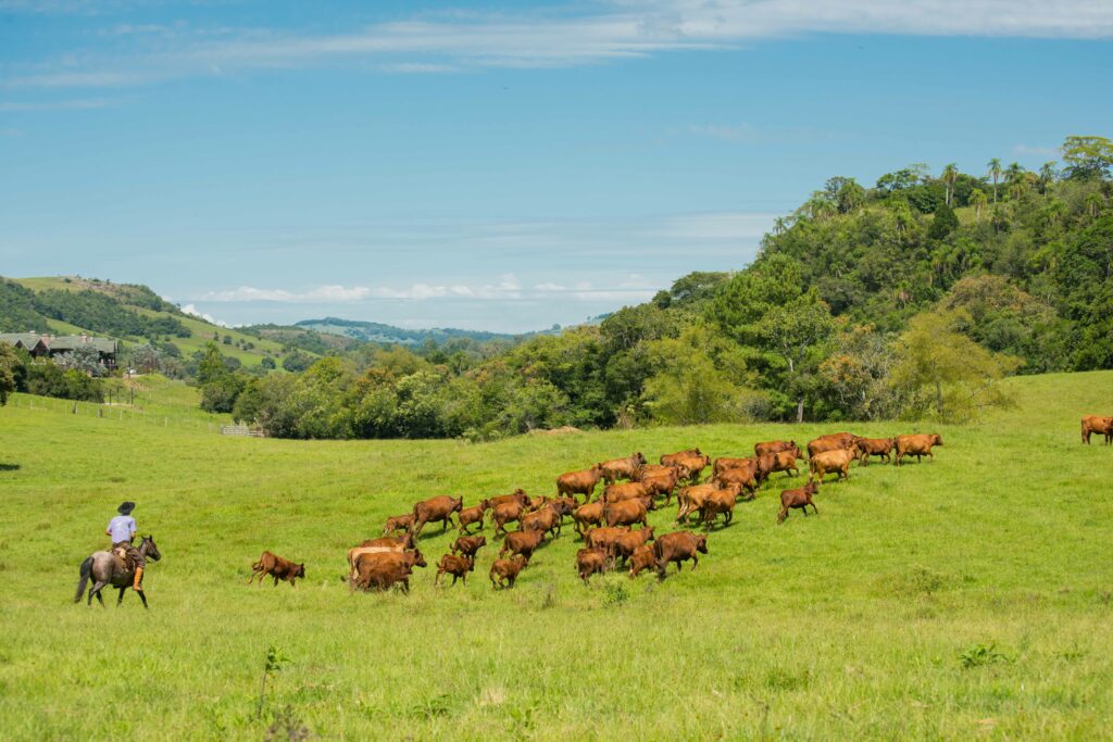 Hotel Gaúcho: criação de gado pastando