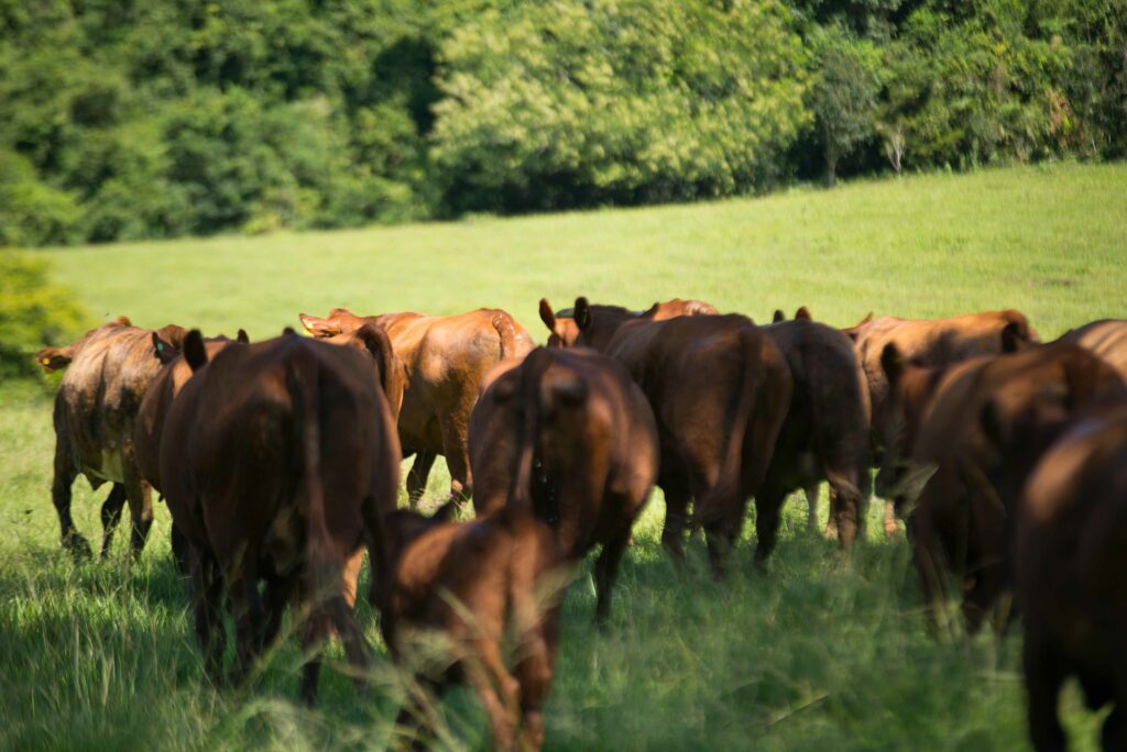 Hotel no Rio Grande do Sul: criação de gado andando por um campo verde