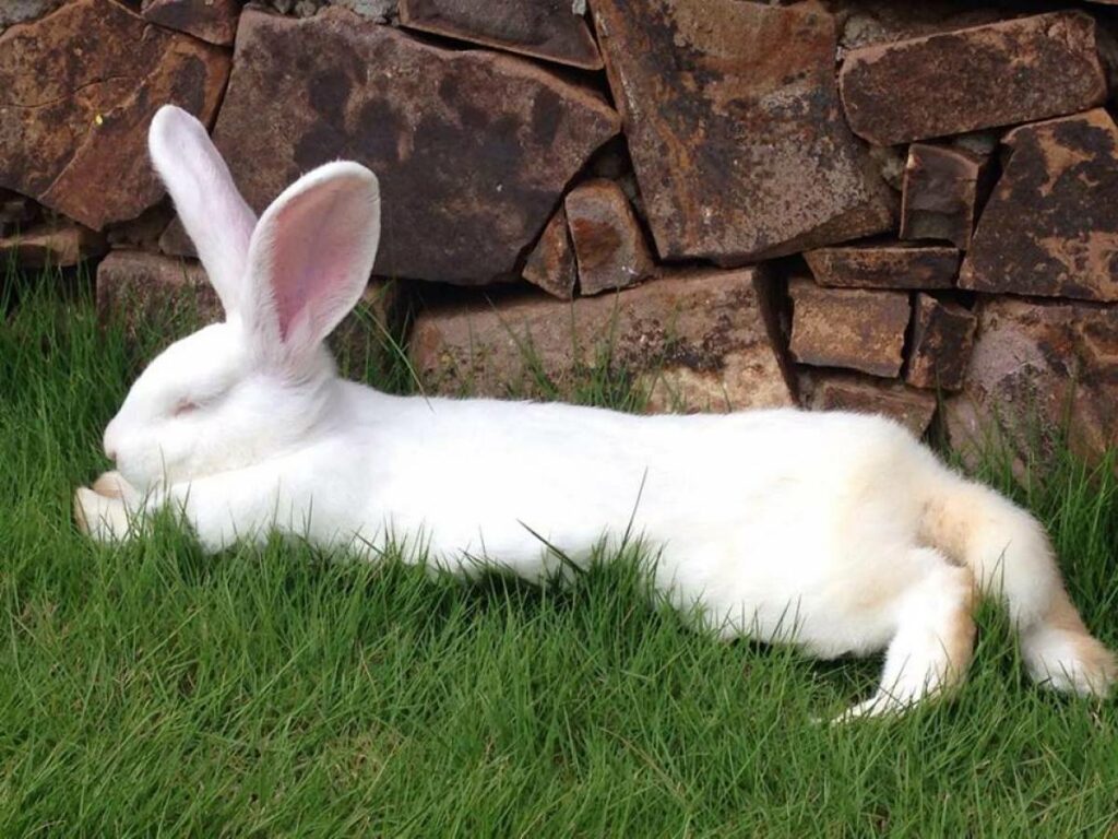 Pet friendly: coelho branco deitado na grama